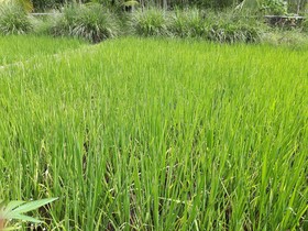 Baansongkhata