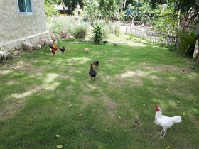 Baansongkhata