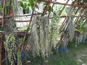 Baansongkhata