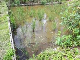 Baansongkhata