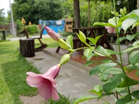 Bang Wela @ Suanphung Resort