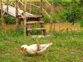 Moo Baan Nokrong Eco Camping