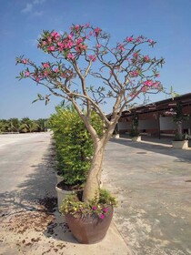 Pueng Luang Resort