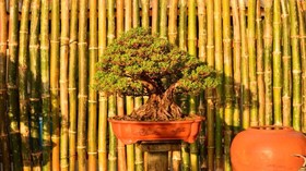 18 Bonsai Garden Resort
