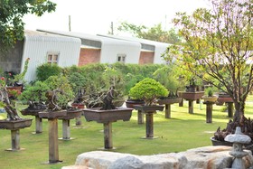 18 Bonsai Garden Resort