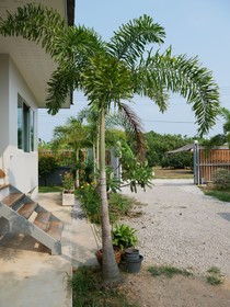 Mangogarden Guesthouse