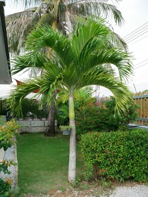 Mangogarden Guesthouse