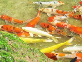 Baan Aom Kod Kun Kao