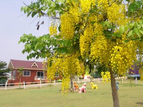 Rai Phurak Resort
