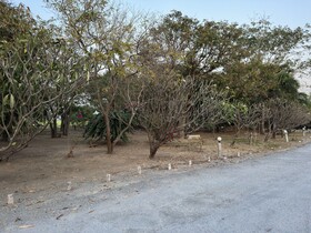 Maingam Resort