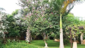 Malee Garden