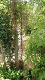 Chaweng Tara