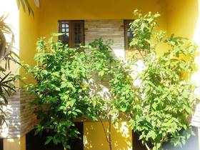 Faungfu Villa