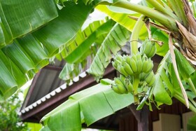 Weekender Bungalow Samui