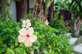 Weekender Bungalow Samui