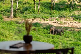 Wild Cottages Elephant Sanctuary Resort