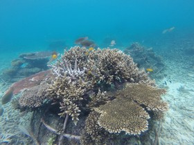 Coral View Resort