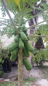 Phangan Farm Stay Resort