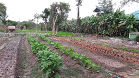 Phangan Farm Stay Resort
