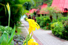 Buri Beach Resort