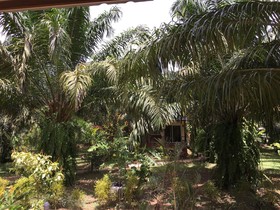 Khao Sok Palm Garden Resort