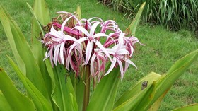 Baan Sri Chiangdao