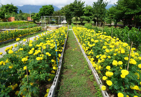 Phu Vara Villa