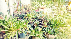 Baan Songjum Homestay