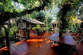 Fern Paradise