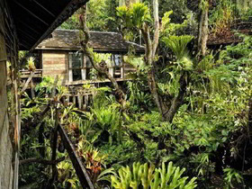 Fern Paradise