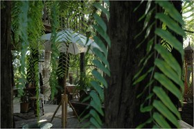 Fern Paradise