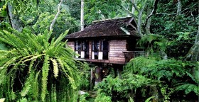 Fern Paradise