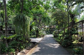 Fern Paradise