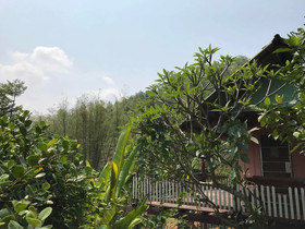 Forest Guesthouse