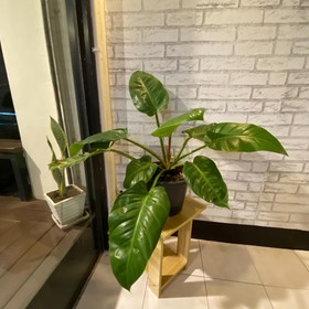 FrenTé Chiang Mai