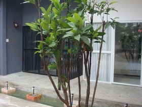 Indie House At Nimman