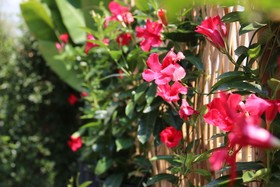 Joyful Thai Boutique Hotel Chiang Mai