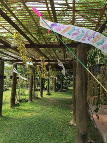 Leafy Greens Clay House