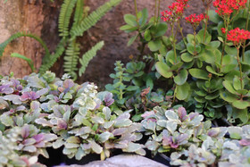 Leafy Greens Clay House