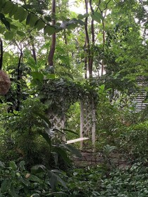 Le Cochet De Nimman