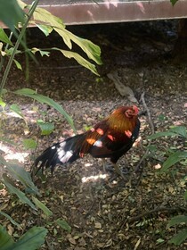 Le Cochet De Nimman