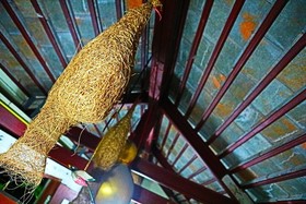 Nest