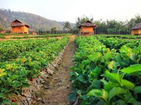 Pai See Tong Strawberry Farm Resort