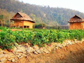 Pai See Tong Strawberry Farm Resort