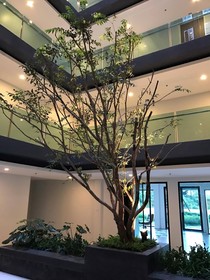 The Star Hill Condo