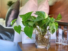 The Lannatree Guest House