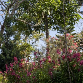 Vana Homestay