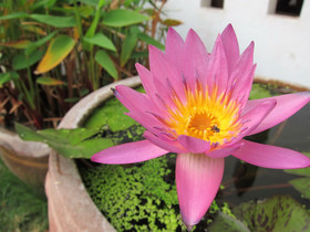 Vlodge Vegetarian & Vegan Hotel