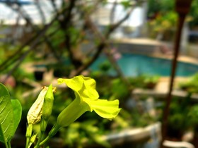 Yi's Garden Villa