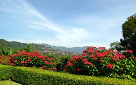 Doi Tung Lodge